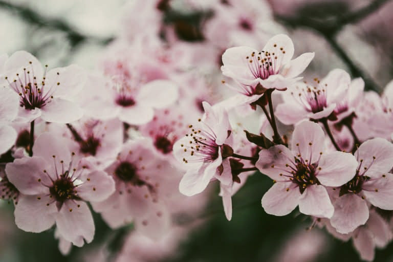 Aromatherapy Rituals to Welcome Spring