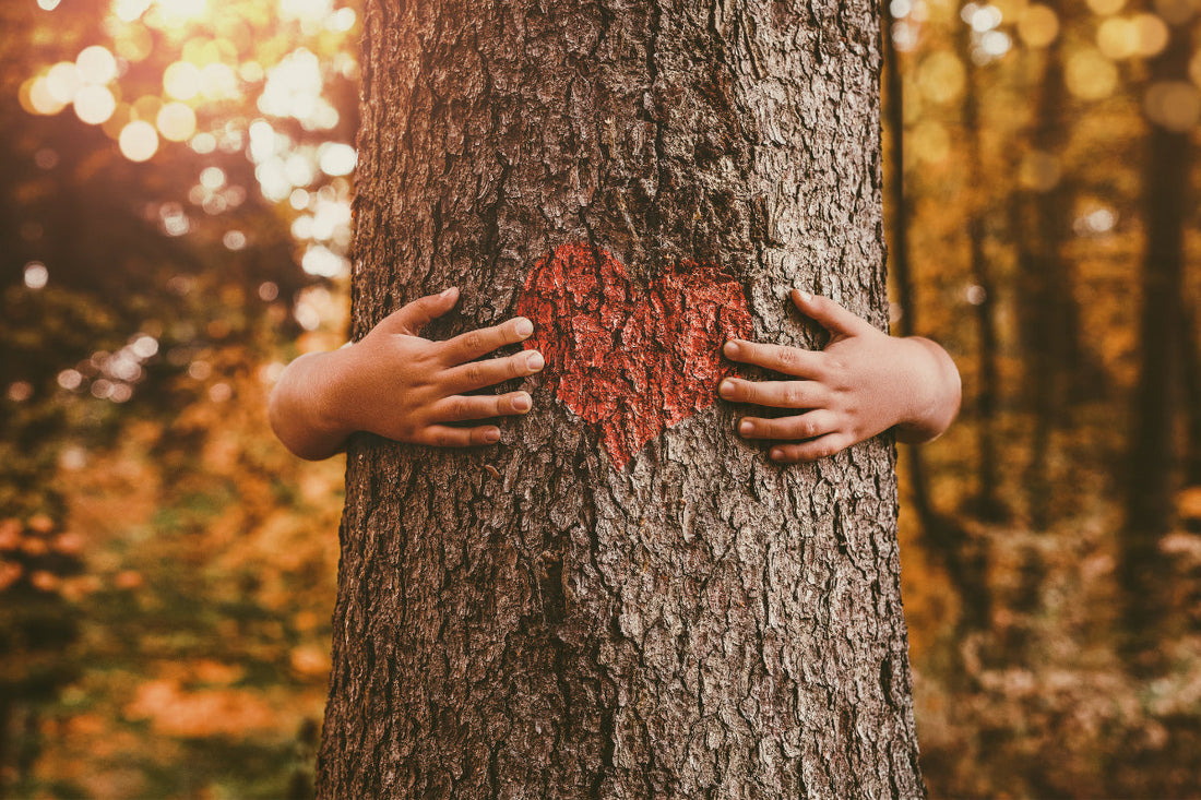 Healing Essences of the Forest