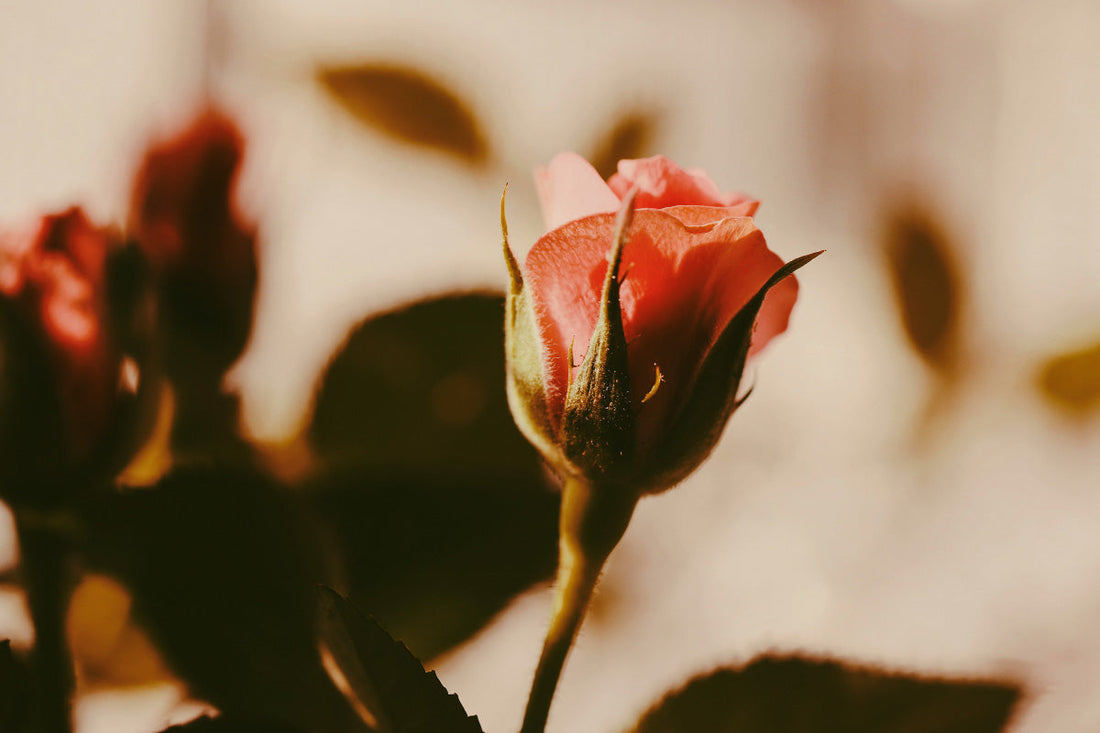 The Scent of a Love Potion